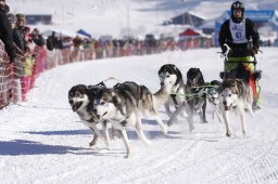 Lenk 2013